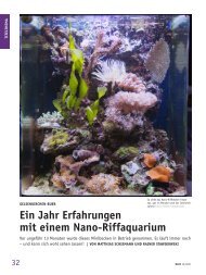 Ein Jahr Erfahrungen mit einem Nano-Riffaquarium