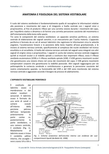 ANATOMIA E FISIOLOGIA DEL SISTEMA VESTIBOLARE