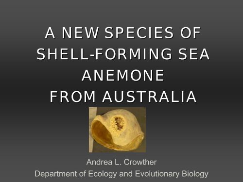 a new species of shell-forming sea anemone from australia