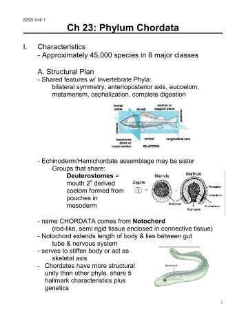 Ch 23: Phylum Chordata - PorterMax