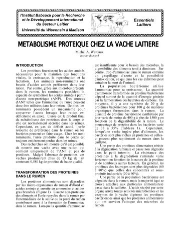 metabolisme proteique chez la vache laitiere - Babcock Institute