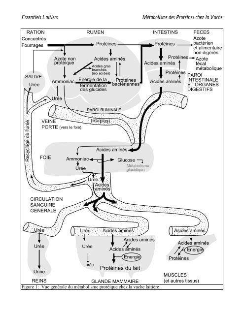 metabolisme proteique chez la vache laitiere - Babcock Institute