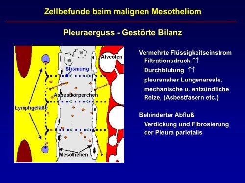 Zellbefunde beim malignen Mesotheliom - Krankenhaus St ...