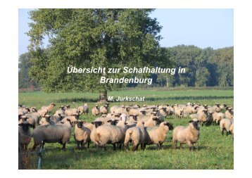 Übersicht zur Schafhaltung in Brandenburg 2012