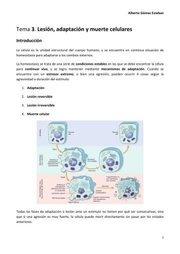 3. LESION, ADAPTACION Y MUERTE ... - VeoApuntes.com