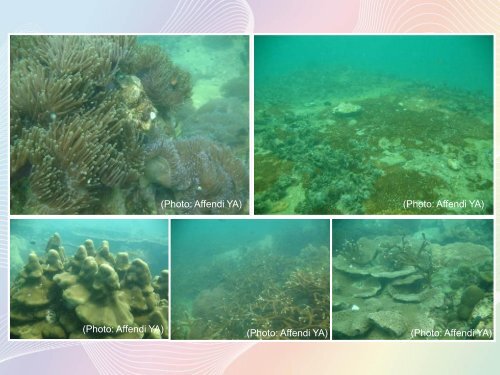 Scleractinian Coral diversity in Kepulauan Sembilan, Perak