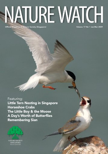 Featuring: Little Tern Nesting in Singapore Horseshoe Crabs The ...