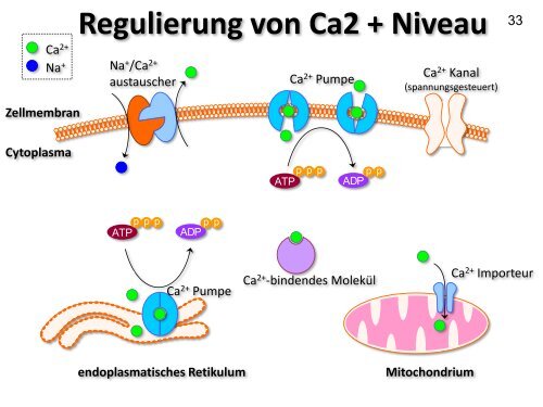 Die REZEPTOREN