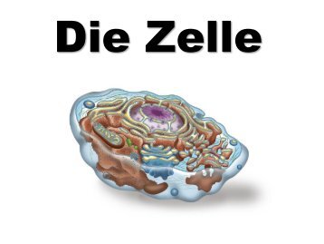 Zelltheorie 1. Alle Organismen bestehen aus einer oder mehreren ...