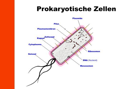 Zelltheorie 1. Alle Organismen bestehen aus einer oder mehreren ...