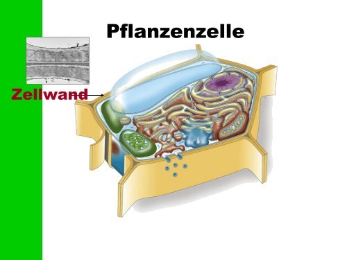 Zelltheorie 1. Alle Organismen bestehen aus einer oder mehreren ...