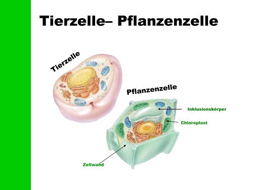 Zelltheorie 1. Alle Organismen bestehen aus einer oder mehreren ...