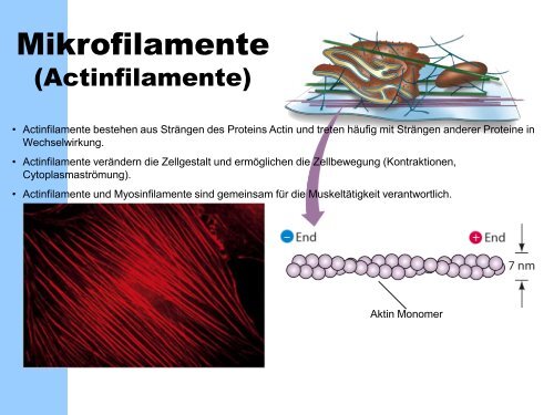 Zelltheorie 1. Alle Organismen bestehen aus einer oder mehreren ...