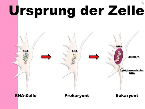 Zelltheorie 1. Alle Organismen bestehen aus einer oder mehreren ...