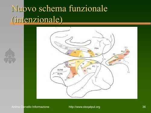 Scienze Cognitive - STOQ