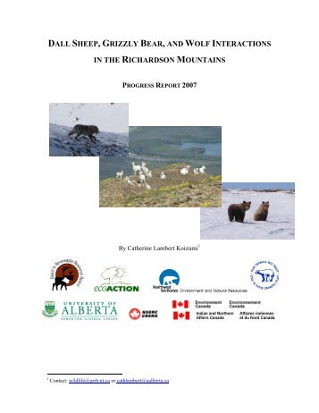dall sheep, grizzly bear, and wolf interactions - Gwich'in Renewable ...
