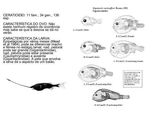 Arquivo - LaboratÃƒÂ³rio de Ecologia do IctioplÃƒÂ¢ncton - Furg