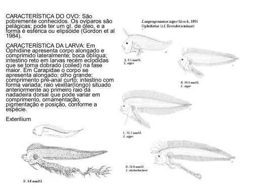 Arquivo - LaboratÃƒÂ³rio de Ecologia do IctioplÃƒÂ¢ncton - Furg