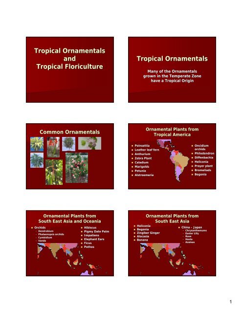 Tropical Ornamentals and Tropical Floriculture ... - Aggie Horticulture