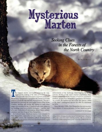 Mysterious Marten - New Hampshire Fish and Game Department