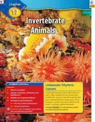 Chapter 17: Invertebrate Animals