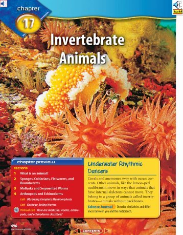 Chapter 17: Invertebrate Animals