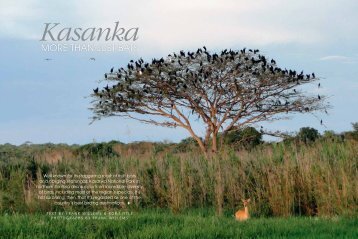 more than just bats - Kasanka Trust Zambia