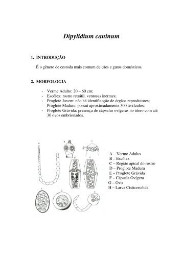 Dipylidium caninum - Ucg