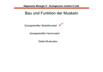 Herz- und glatte Muskulatur im Vergleich zu Skeletmuskulatur