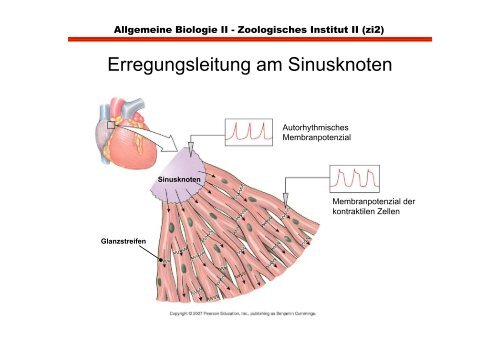 Herz- und glatte Muskulatur im Vergleich zu Skeletmuskulatur