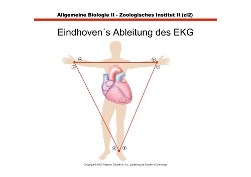 Herz- und glatte Muskulatur im Vergleich zu Skeletmuskulatur