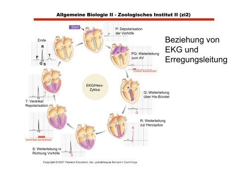 Herz- und glatte Muskulatur im Vergleich zu Skeletmuskulatur