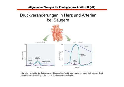 Herz- und glatte Muskulatur im Vergleich zu Skeletmuskulatur