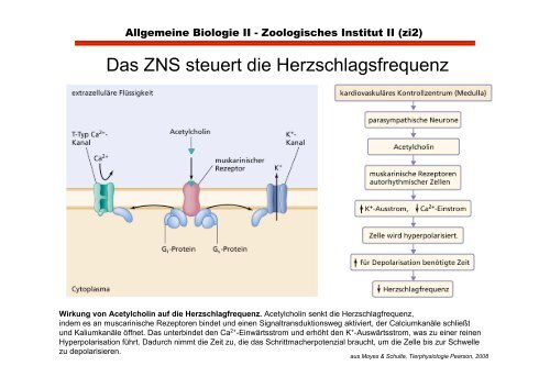 Herz- und glatte Muskulatur im Vergleich zu Skeletmuskulatur