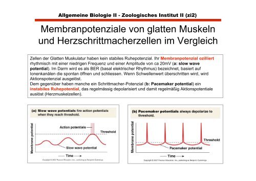 Herz- und glatte Muskulatur im Vergleich zu Skeletmuskulatur