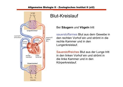 Herz- und glatte Muskulatur im Vergleich zu Skeletmuskulatur