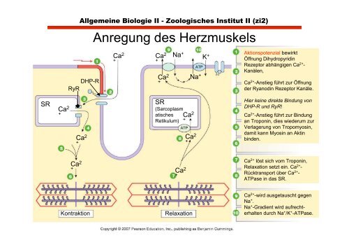 Herz- und glatte Muskulatur im Vergleich zu Skeletmuskulatur