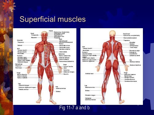 Chapter 11 - Muscles, Part 1