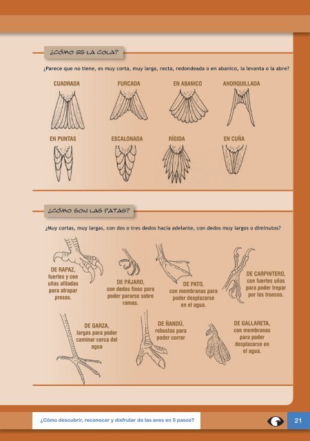 Cuadernillo de observacion de aves para chicos en baja