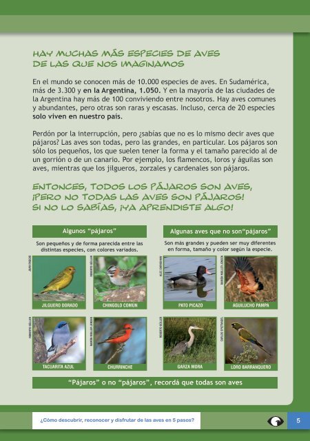 Cuadernillo de observacion de aves para chicos en baja