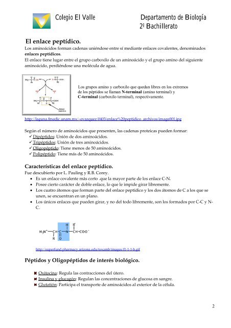 AMINOÃCIDOS Y PROTEÃNAS - BiologÃ­a El Valle