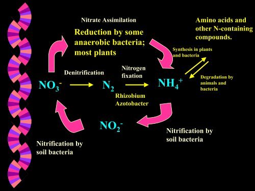 The Nitrogen Cycle and Nitrogen Fixation - Ecu