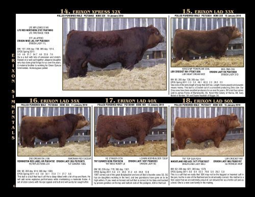 Transcon's Advantage Simmental & Red Angus Bull & Female Sale