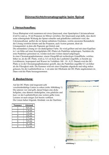 Dünnschichtchromatographie beim Spinat