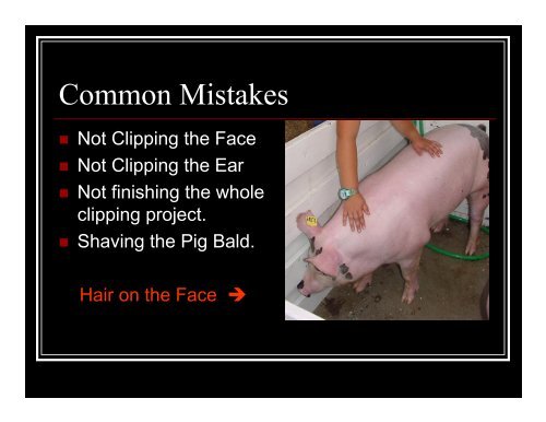 Pig Hair Clipping Guide - The Judging Connection .com