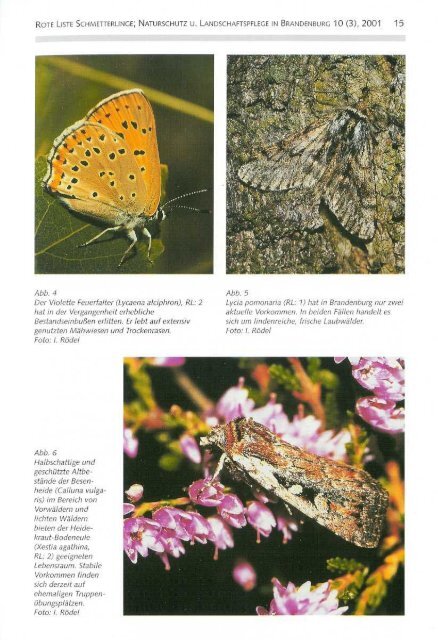 Rote Liste der Schmetterlinge - LUGV - Land Brandenburg