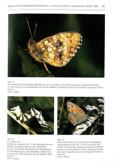 Rote Liste der Schmetterlinge - LUGV - Land Brandenburg