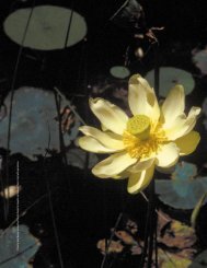 Propagation Protocol for American Lotus - Native Plants Journal