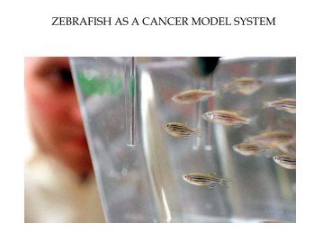 Zebrafish/tumor xenografts in VE-cadherin MO embryos control MO ...
