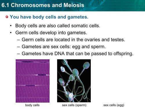 6.1 Chromosomes and Meiosis